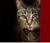 chat Médaille personnalisée pour chat - Motif chat