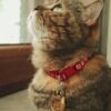 A tabby cat with a red collar gazes upward near a window, captured in warm lighting.