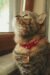 A tabby cat with a red collar gazes upward near a window, captured in warm lighting.