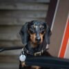 Charming black and tan dachshund sitting on a striped outdoor chair.